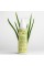 Лубрикант на водній основі Orgie – Bio Aloe Vera Intimate Gel (100 мл), екстракт алое вера